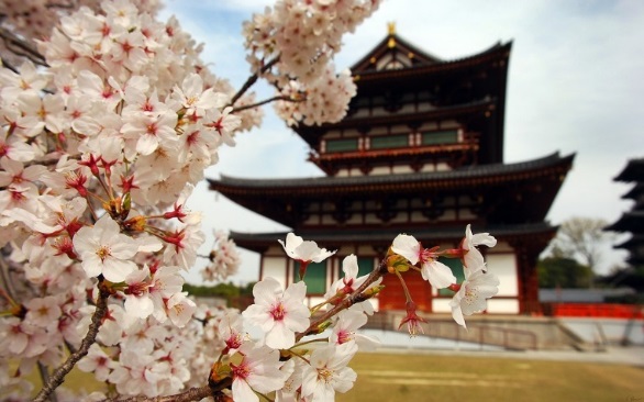 Flores de cerezo en Japón. / Foto: Pangea.