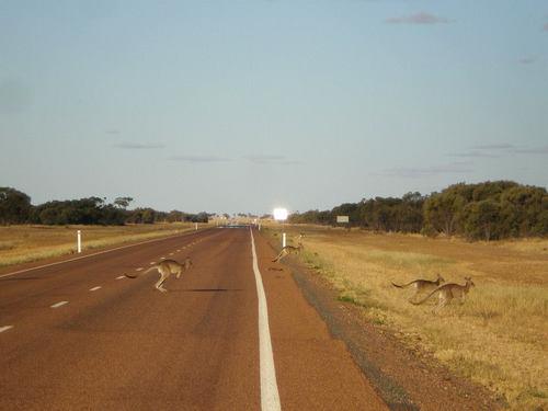 Canguros cruzando la carretera en Australia. / Foto: Blog de Ignacio Dean.