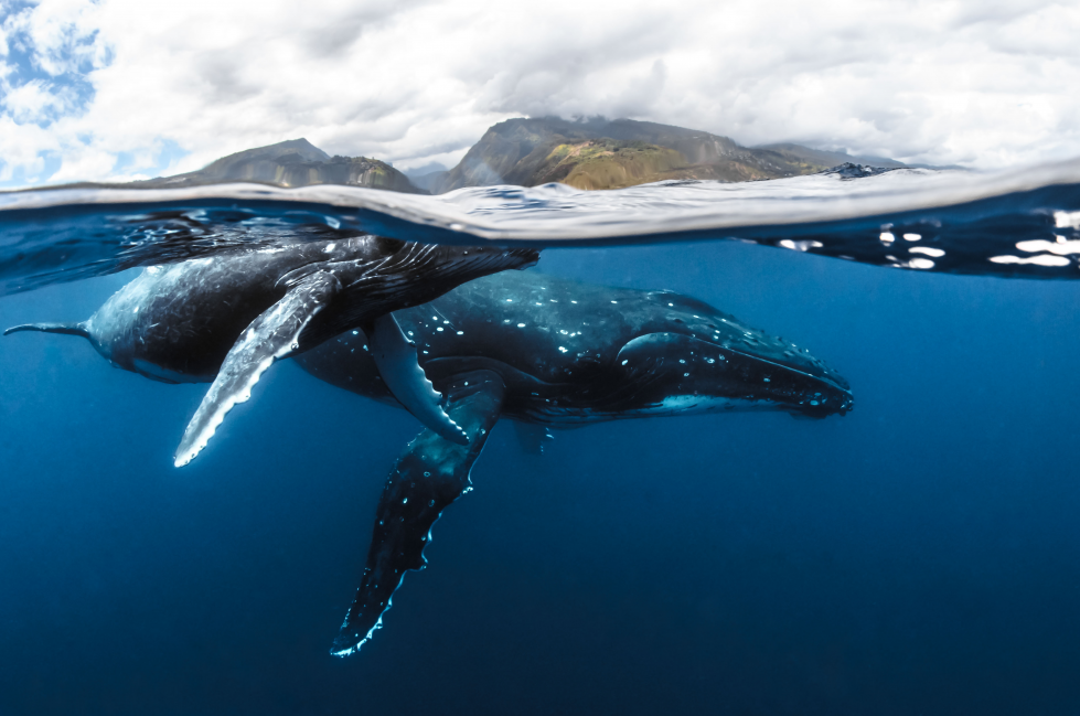 P2 TAHITI Tohora de Tahiti et Ses Iles  1 © Frédérique Legrand 4883x3234