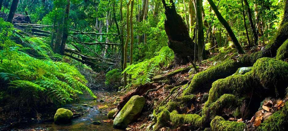 Parque nacional garajonay turismo la gomera 4