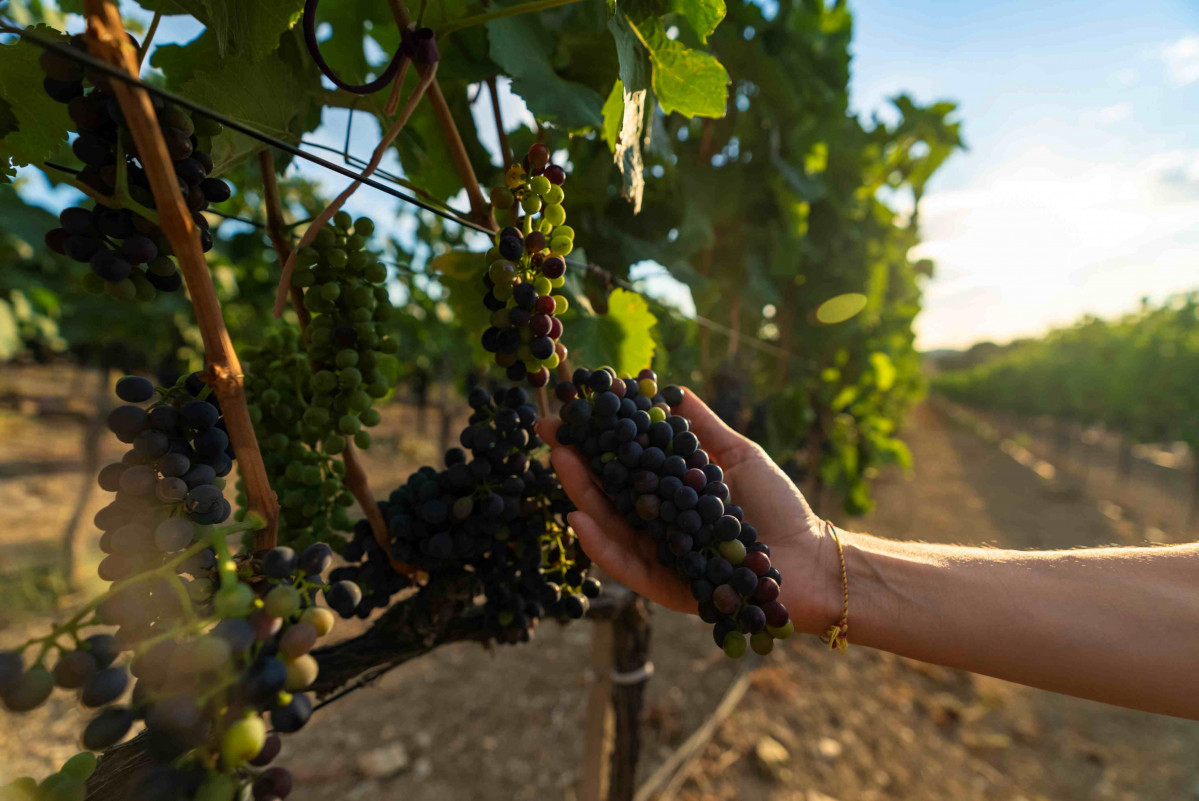 Grape Harvest 1