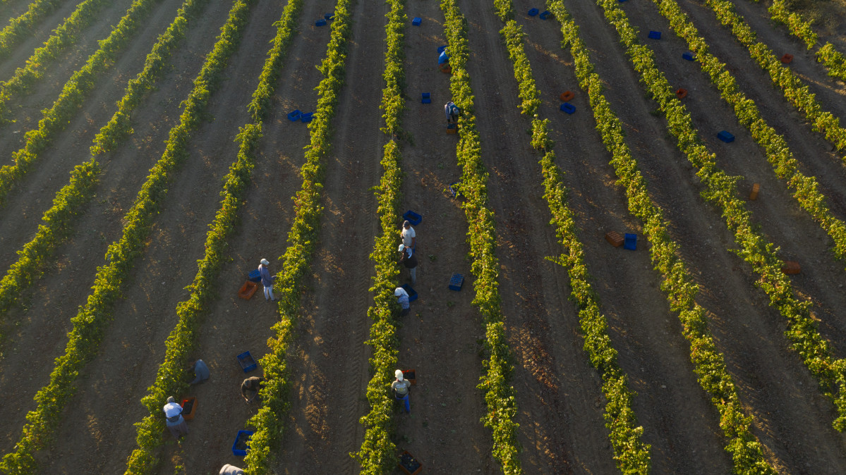 Grape Harvest 3