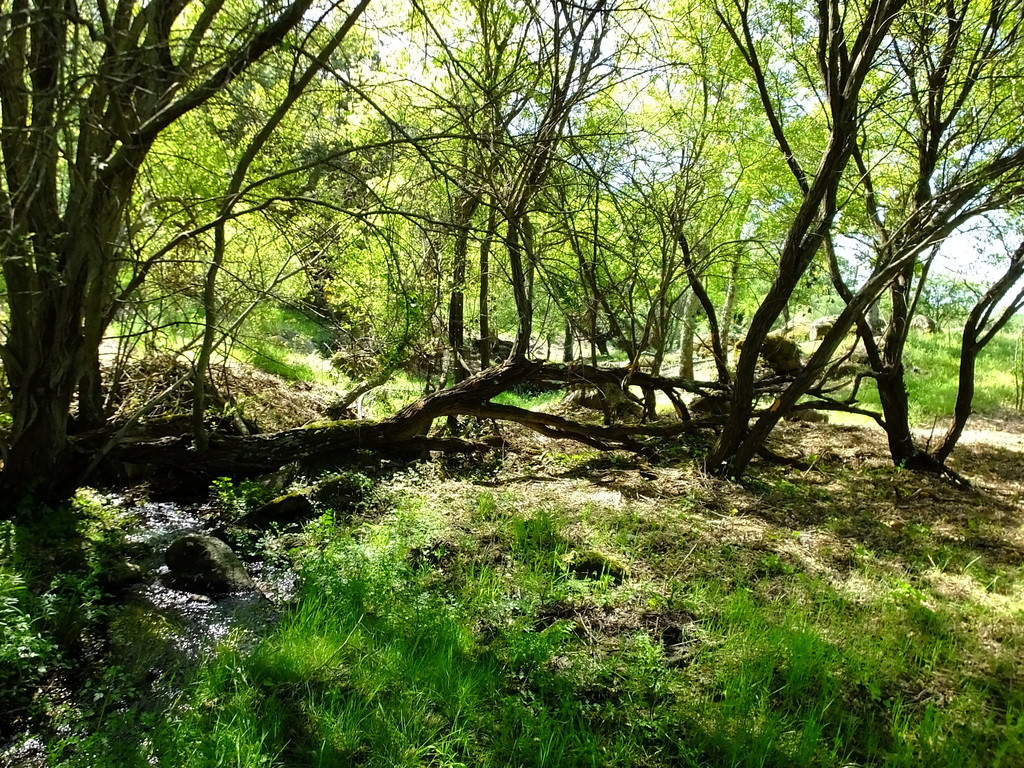 Valle del jerte extremadura