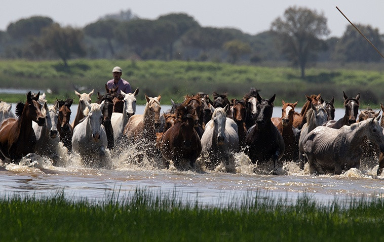 Huelva naturaleza donana 00001