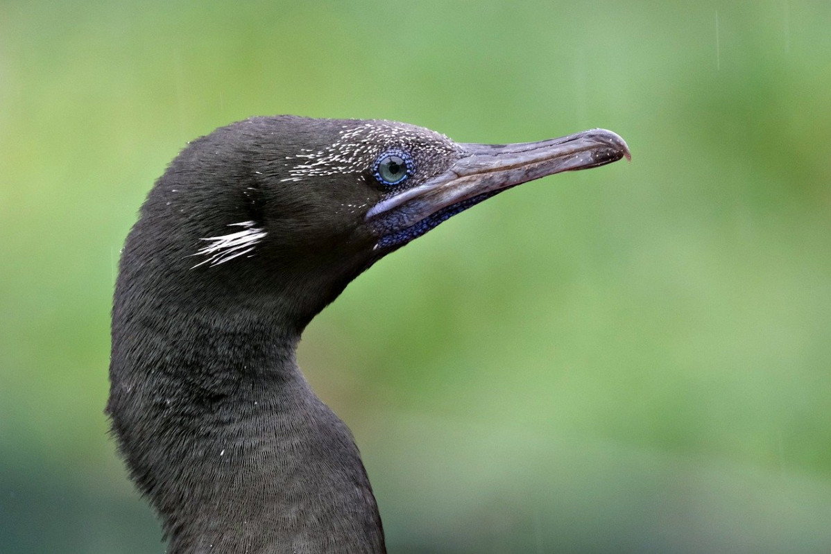 Socotra cormorant 8608550 1280