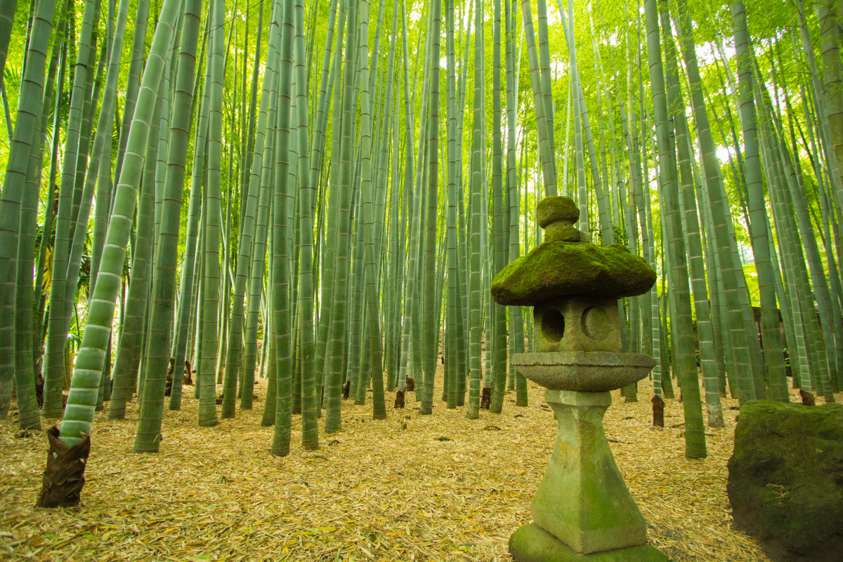 Bosque de bambú ©shutterstock